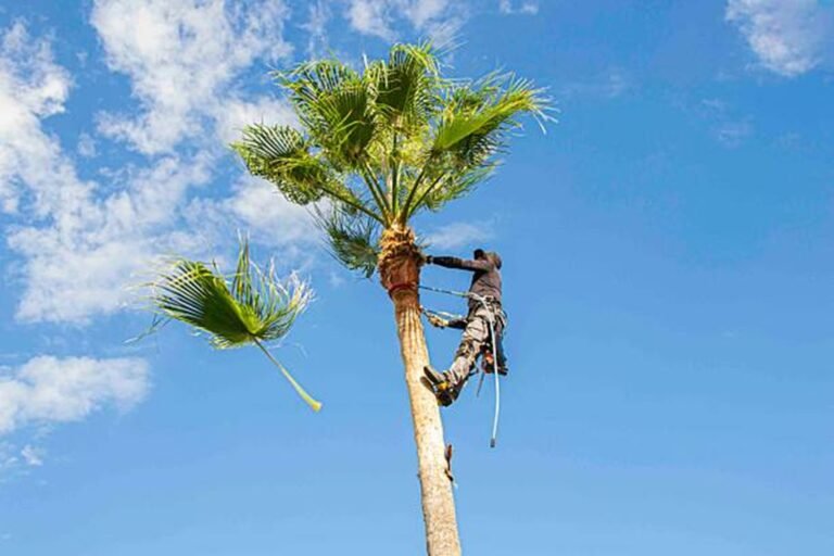 Can I Remove a Tree Myself or Should I Hire a Pro?