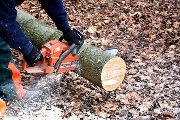 How Much Does Tree Removal Cost in Solon, OH?