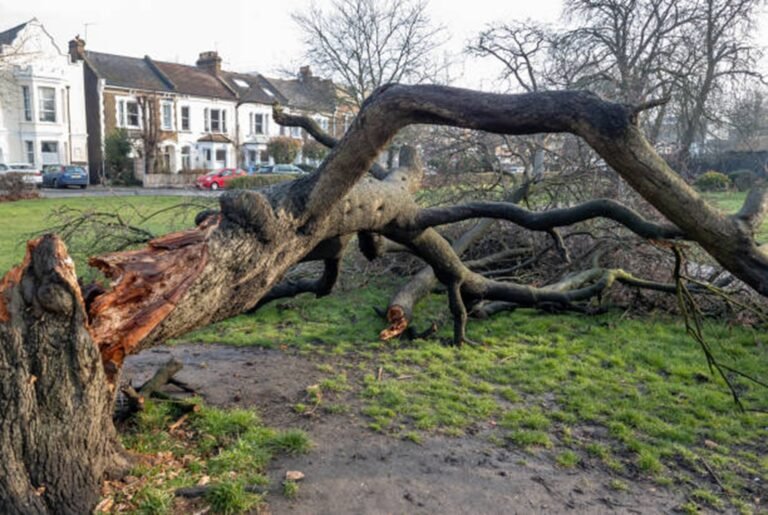 What Are Signs of a Dying or Dangerous Tree?