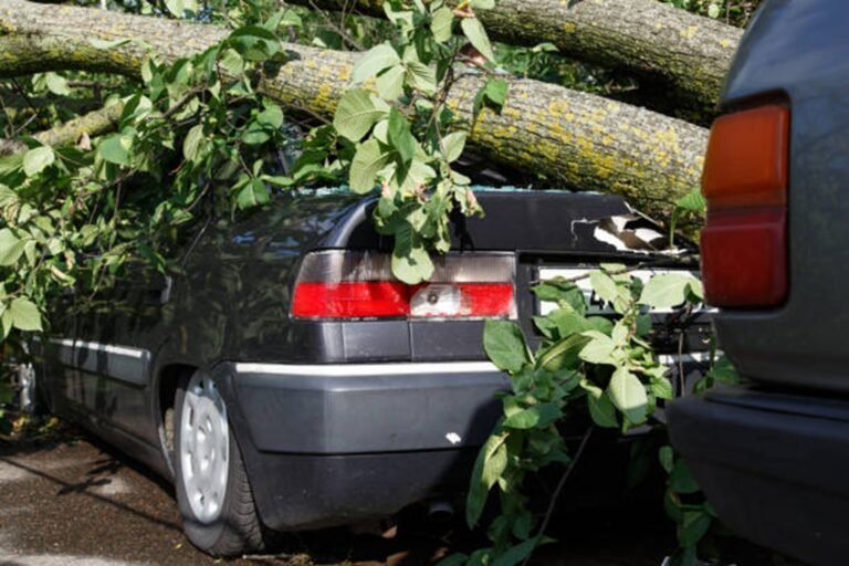 Solon’s Green Guardians: Navigating Emergency Tree Services in a Stormy City
