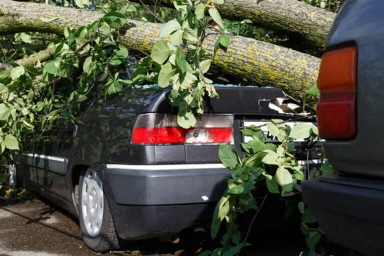 Solon’s Green Guardians: Navigating Emergency Tree Services in a Stormy City